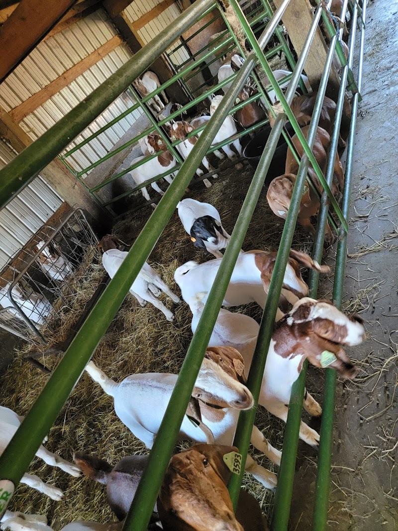 Aslam Farm 3