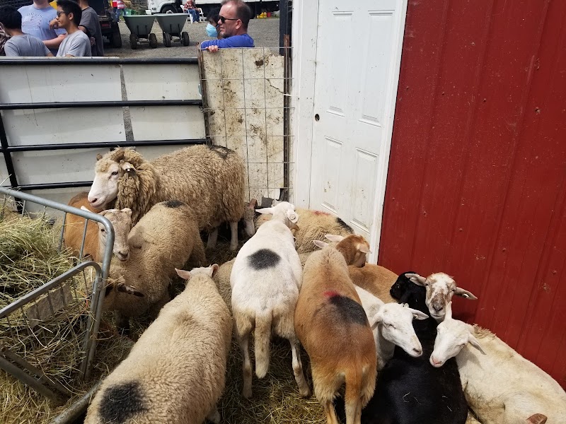 Aslam Farm 4