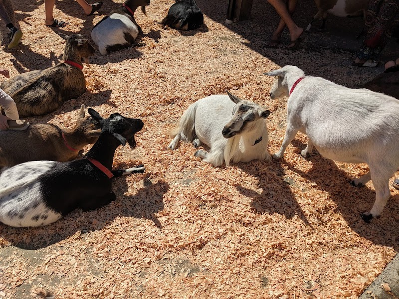 Beacon Hill Children's Farm
