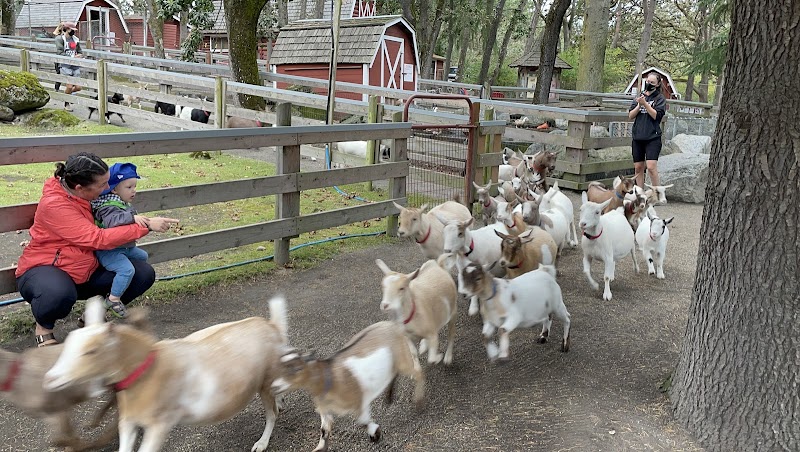 Beacon Hill Children's Farm 2