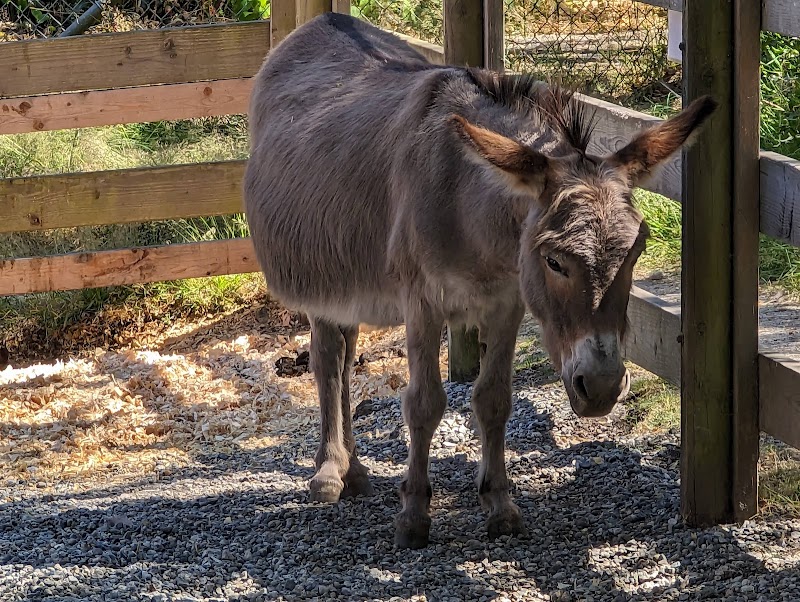 Beacon Hill Children's Farm 5