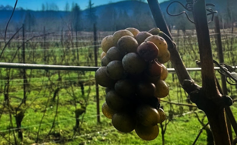 Boulton Vineyard and Cellars 3