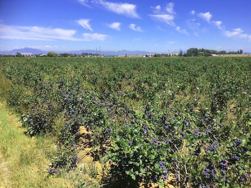 LeeBerry Farms 2