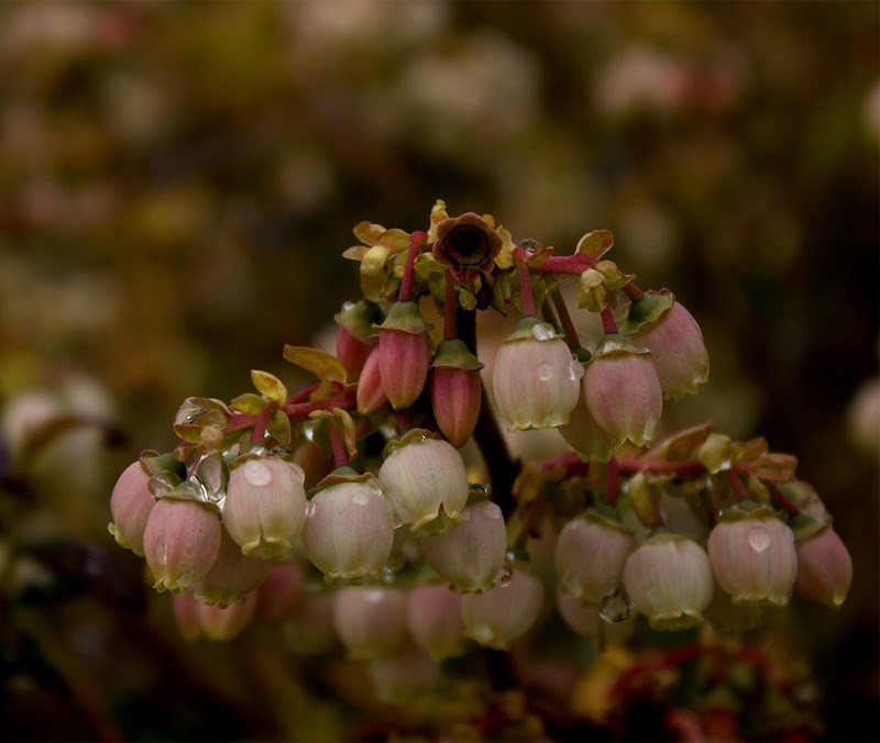 LeeBerry Farms 3