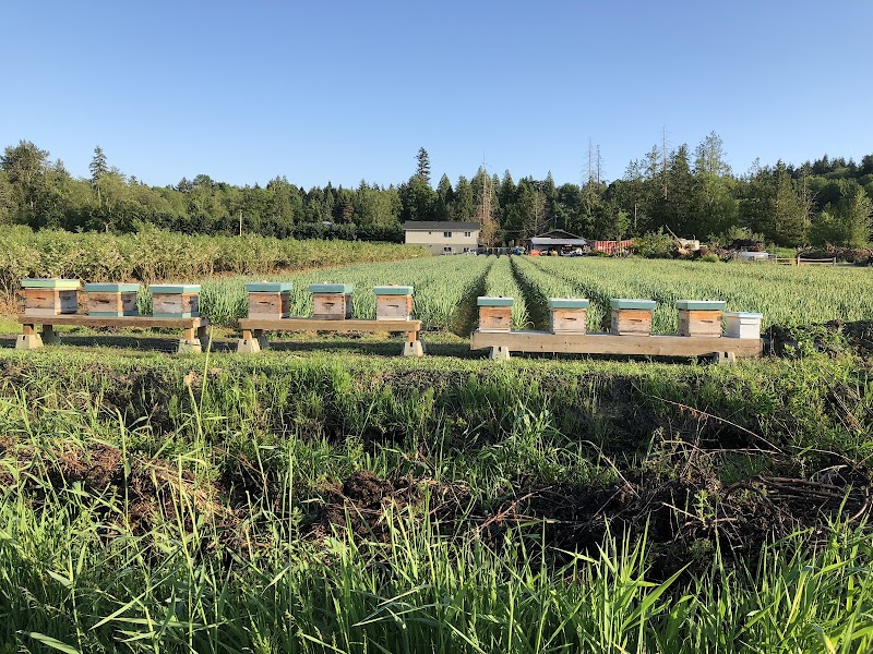Mangat farms garlic and U-pick blueberries 3