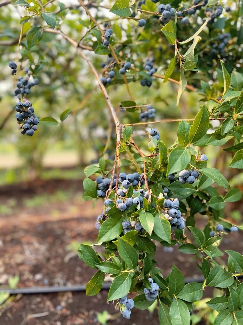 Mangat farms garlic and U-pick blueberries 5