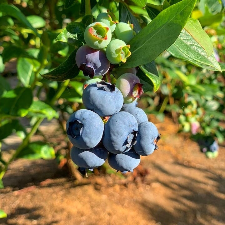 Maskeen Farms 2