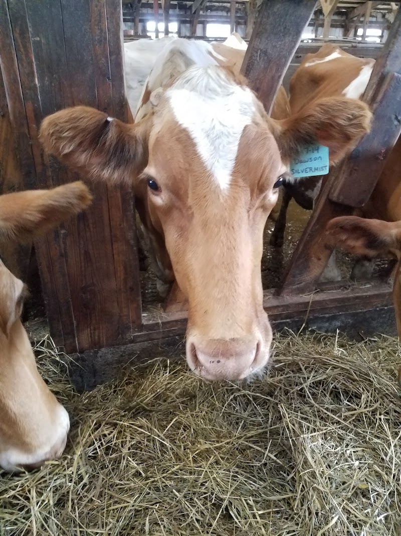 MyShan Dairy