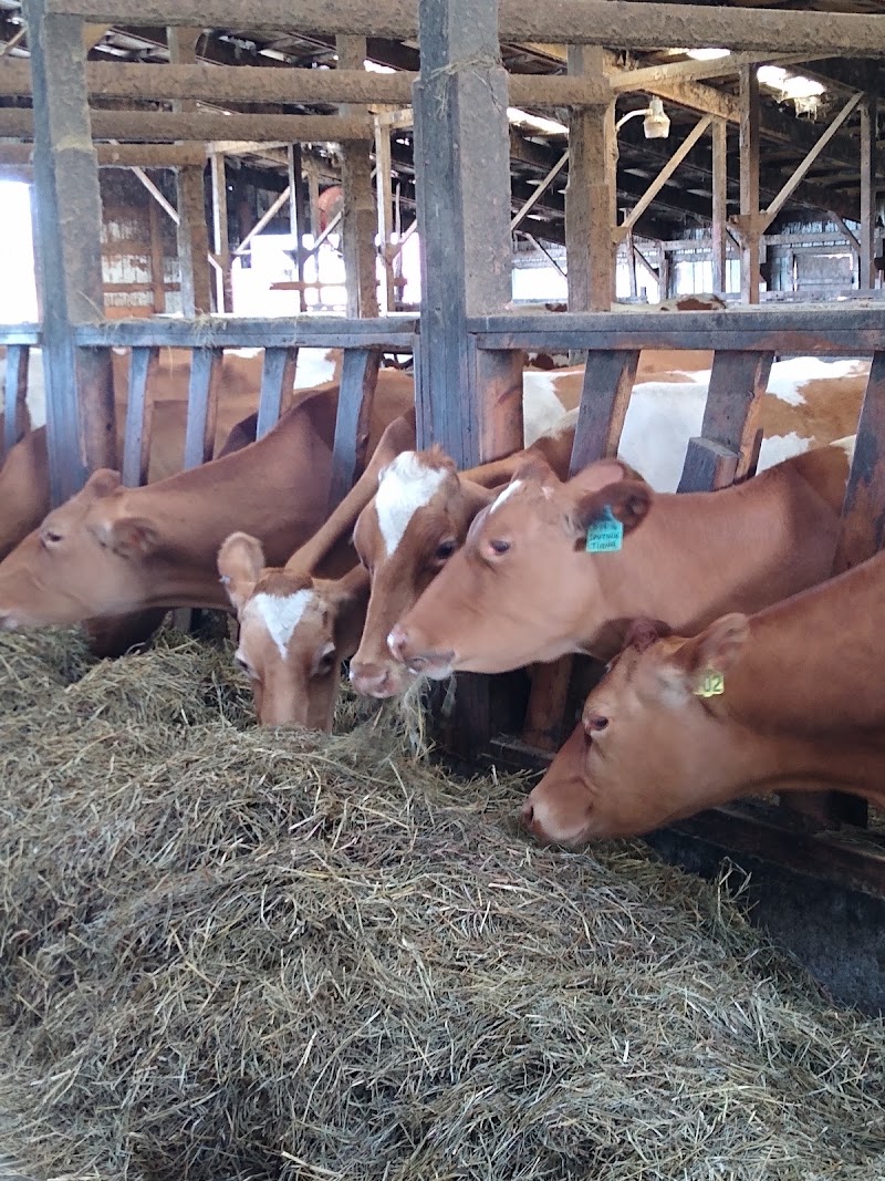 MyShan Dairy 3