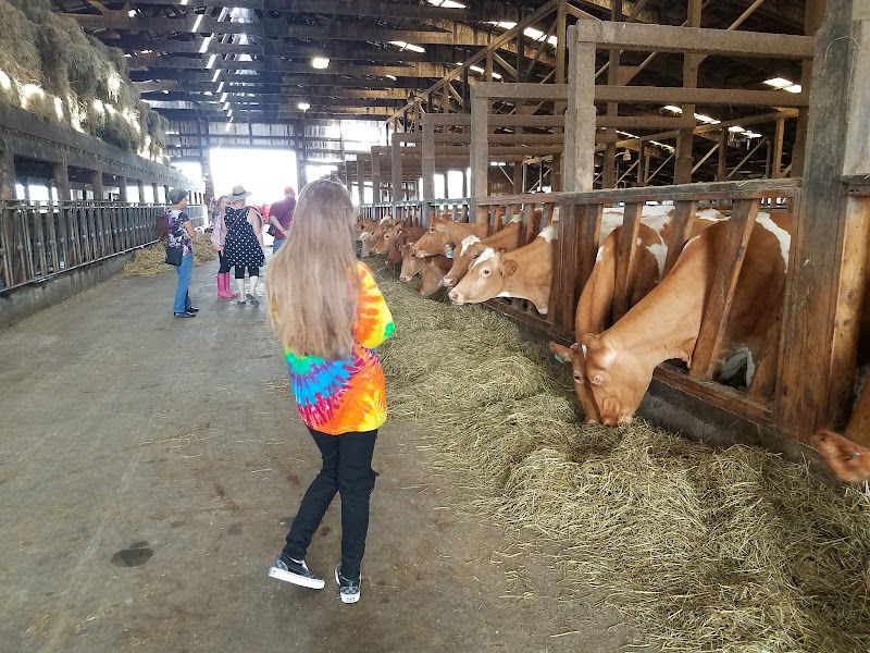 MyShan Dairy 4