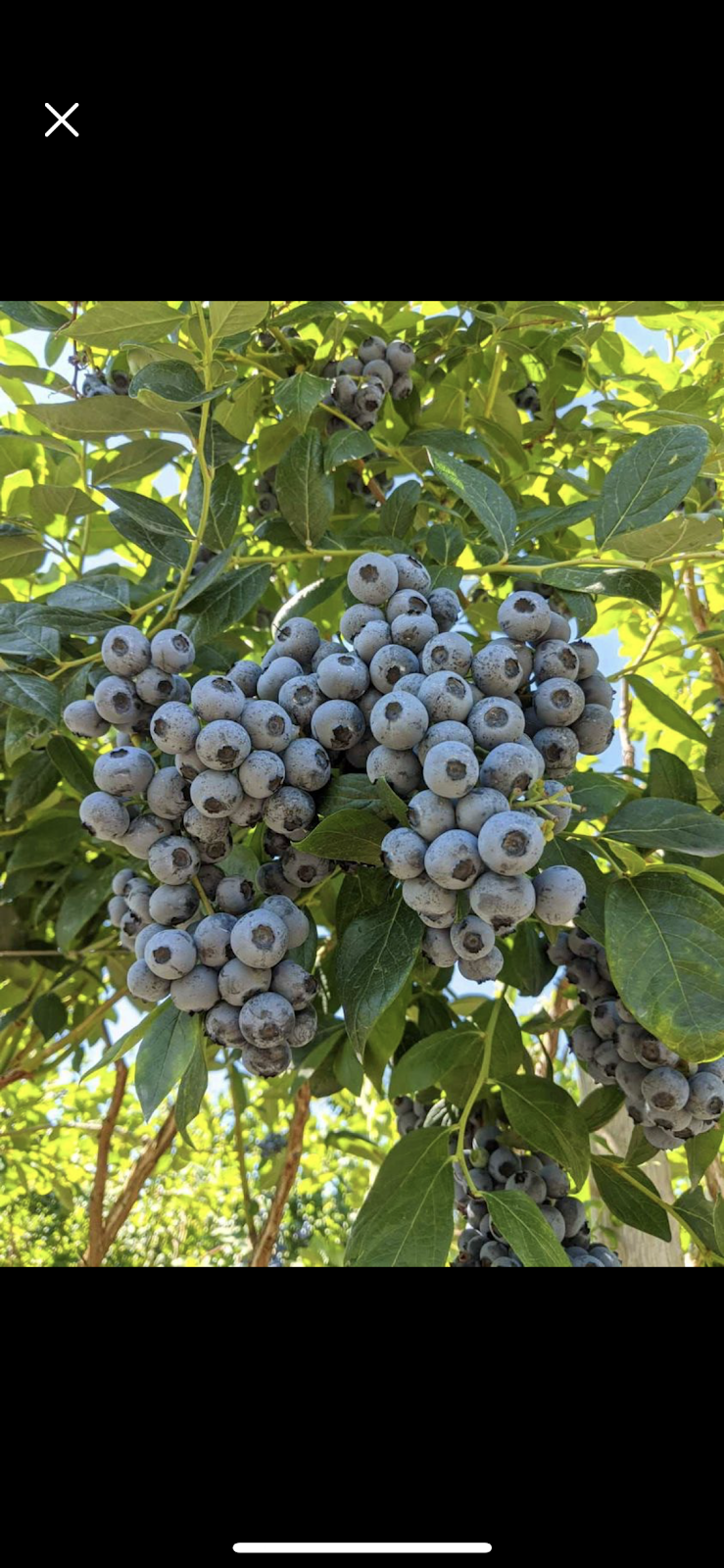 Okanagan Fruit stand 5