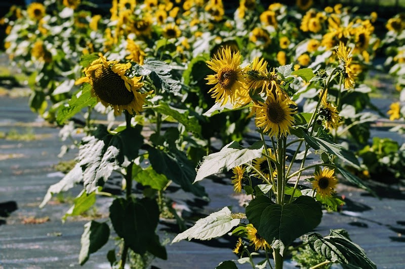 Orchard Garden 2