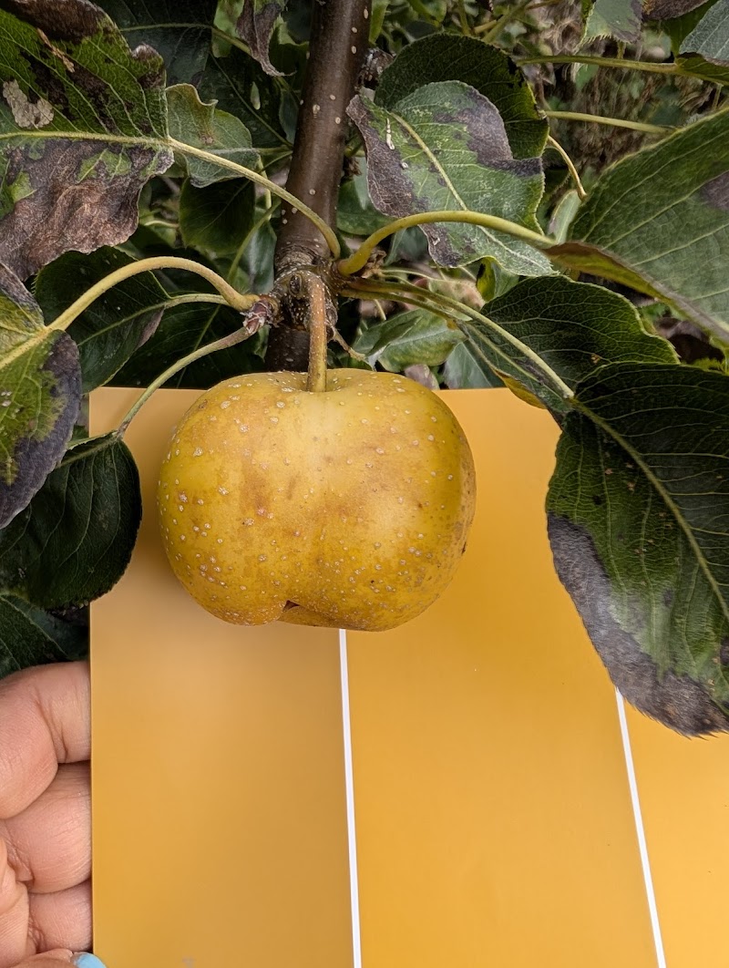 Orchard Garden 5