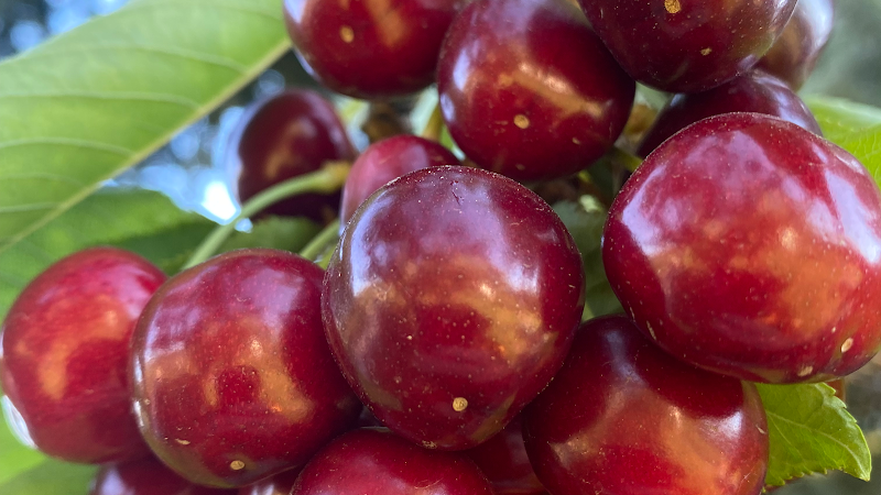 Rose Hill Orchard