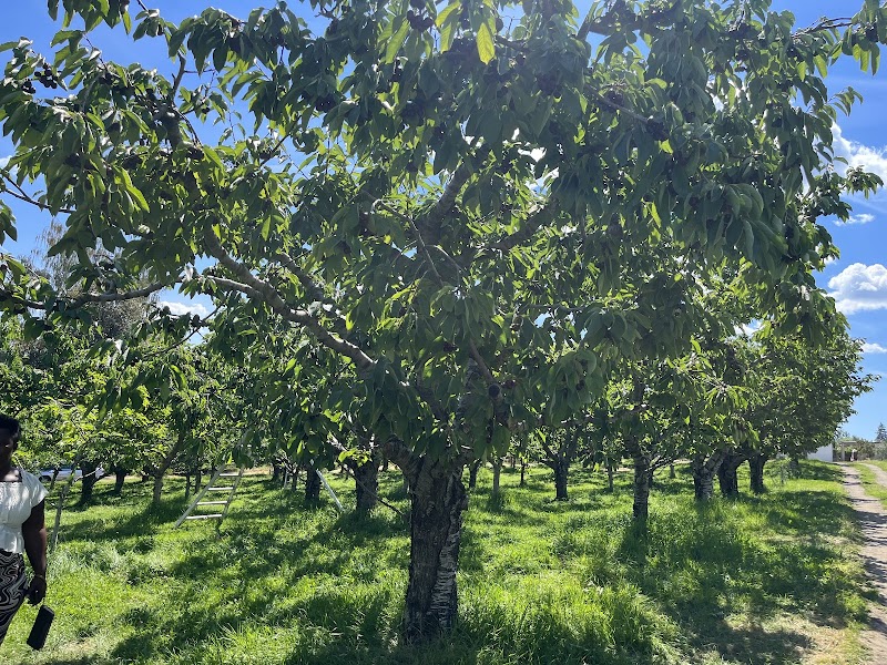 Rose Hill Orchard 2