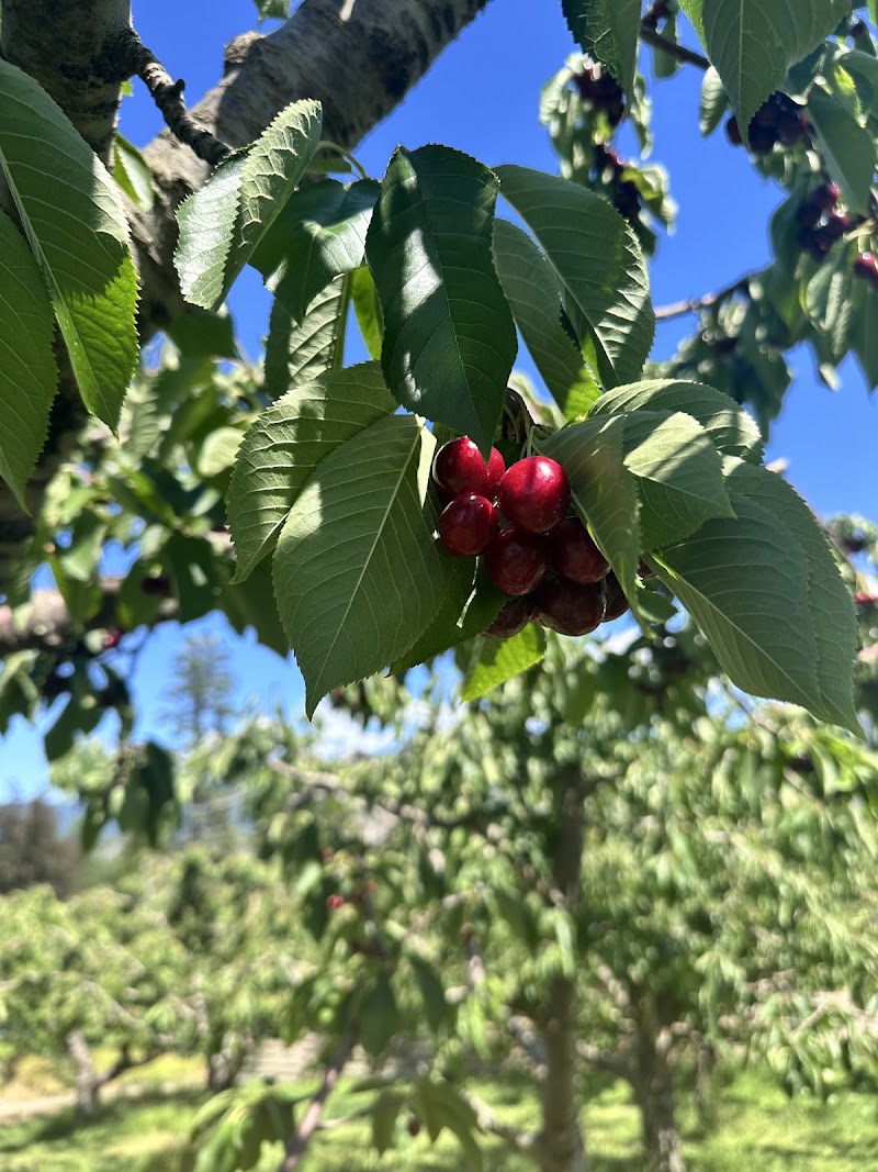 Rose Hill Orchard 3