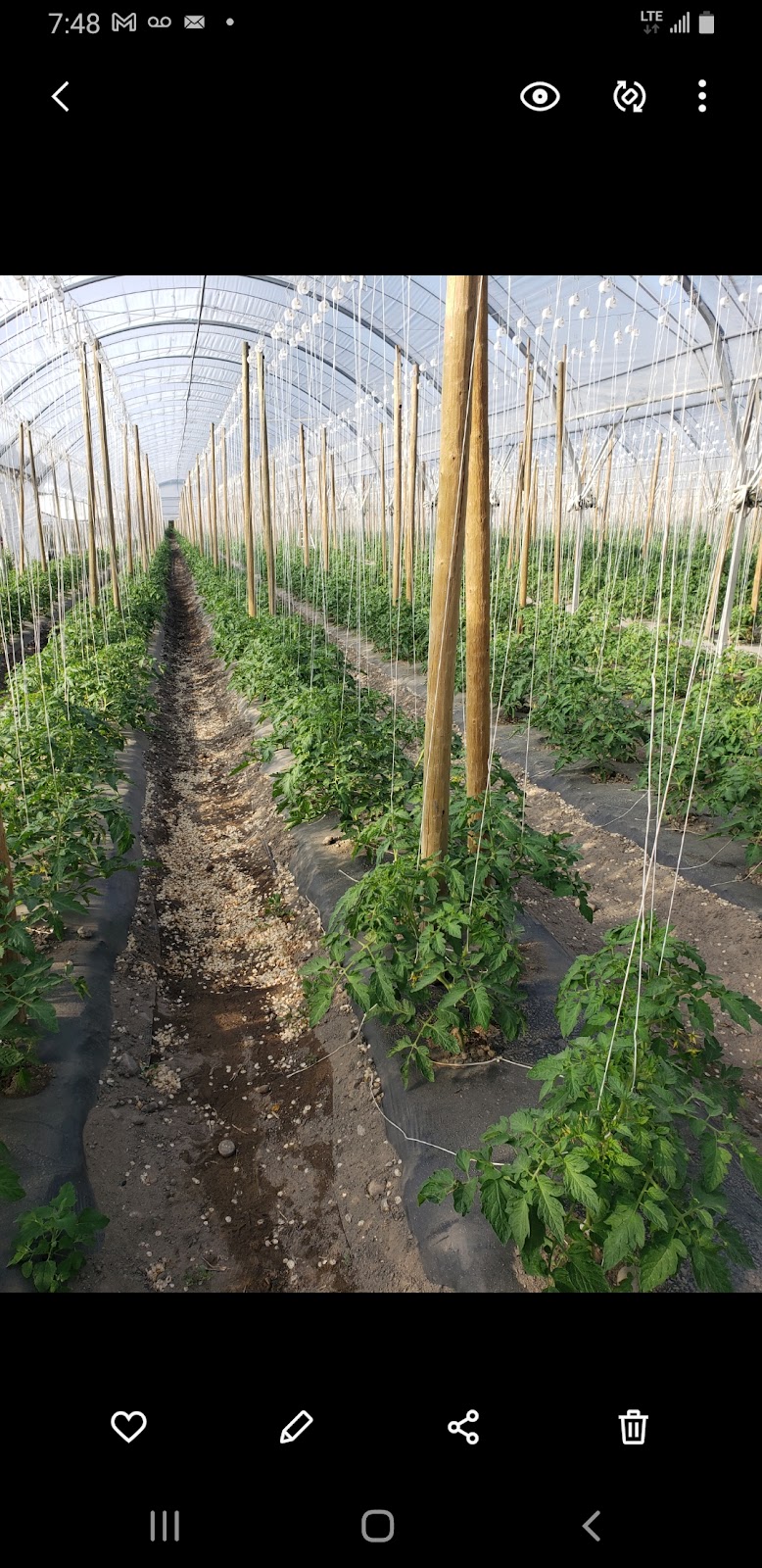 S & G Farms Ltd 4