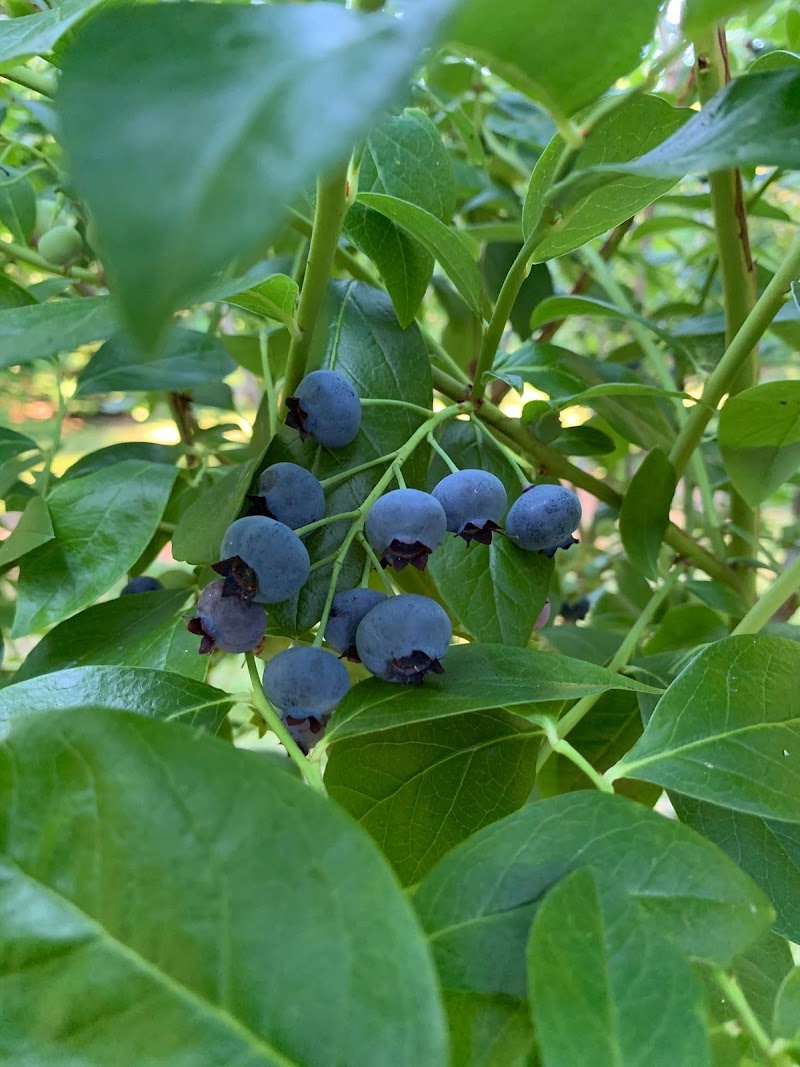 Sparton Acres Farm 2