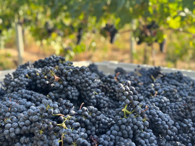 Stoneboat Vineyards 4
