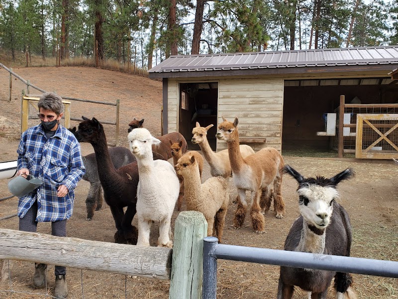 Sunkeya Farm Alpacas 4