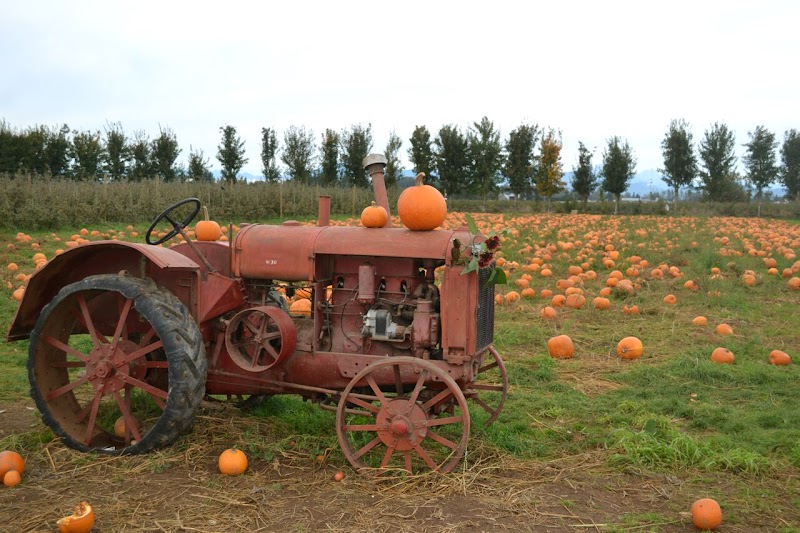 Taves Farms 2