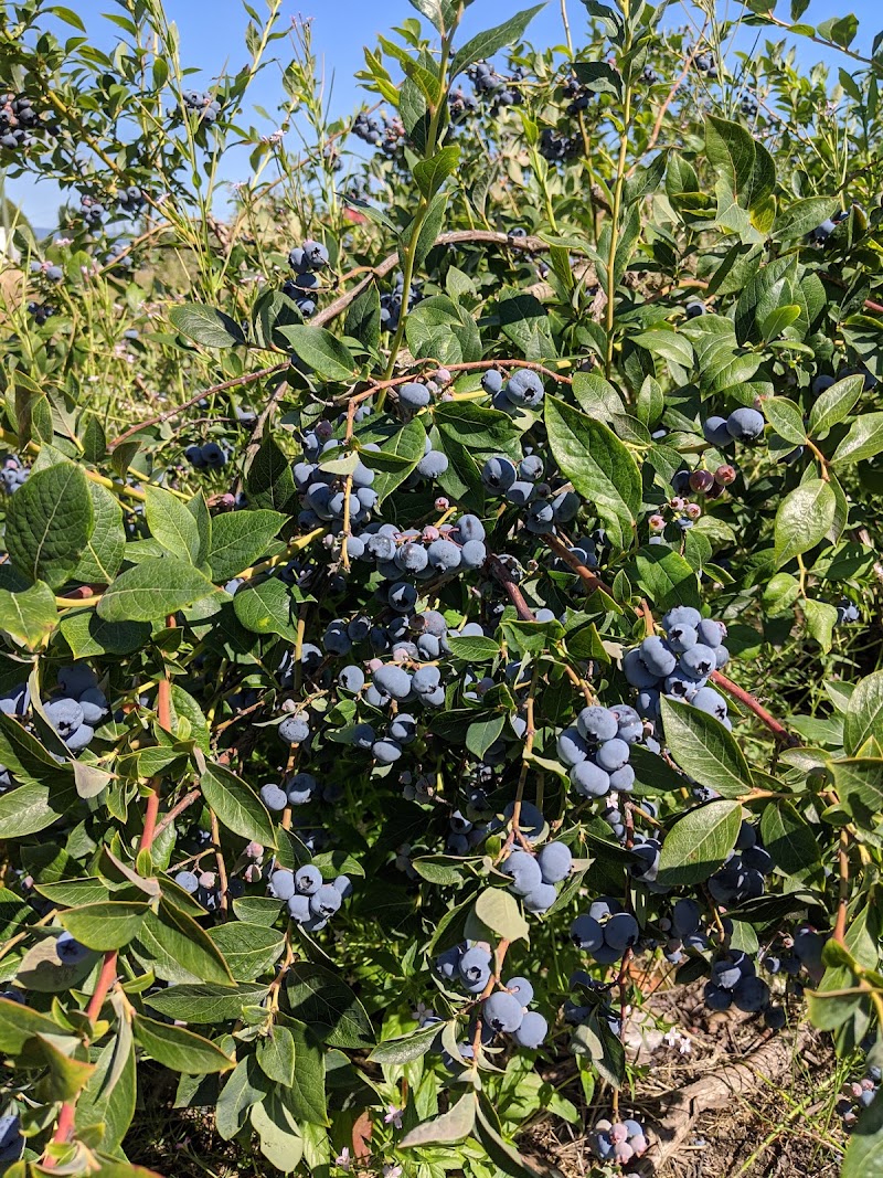 Twin Berry - NRK Sahota Blueberry Farms Ltd