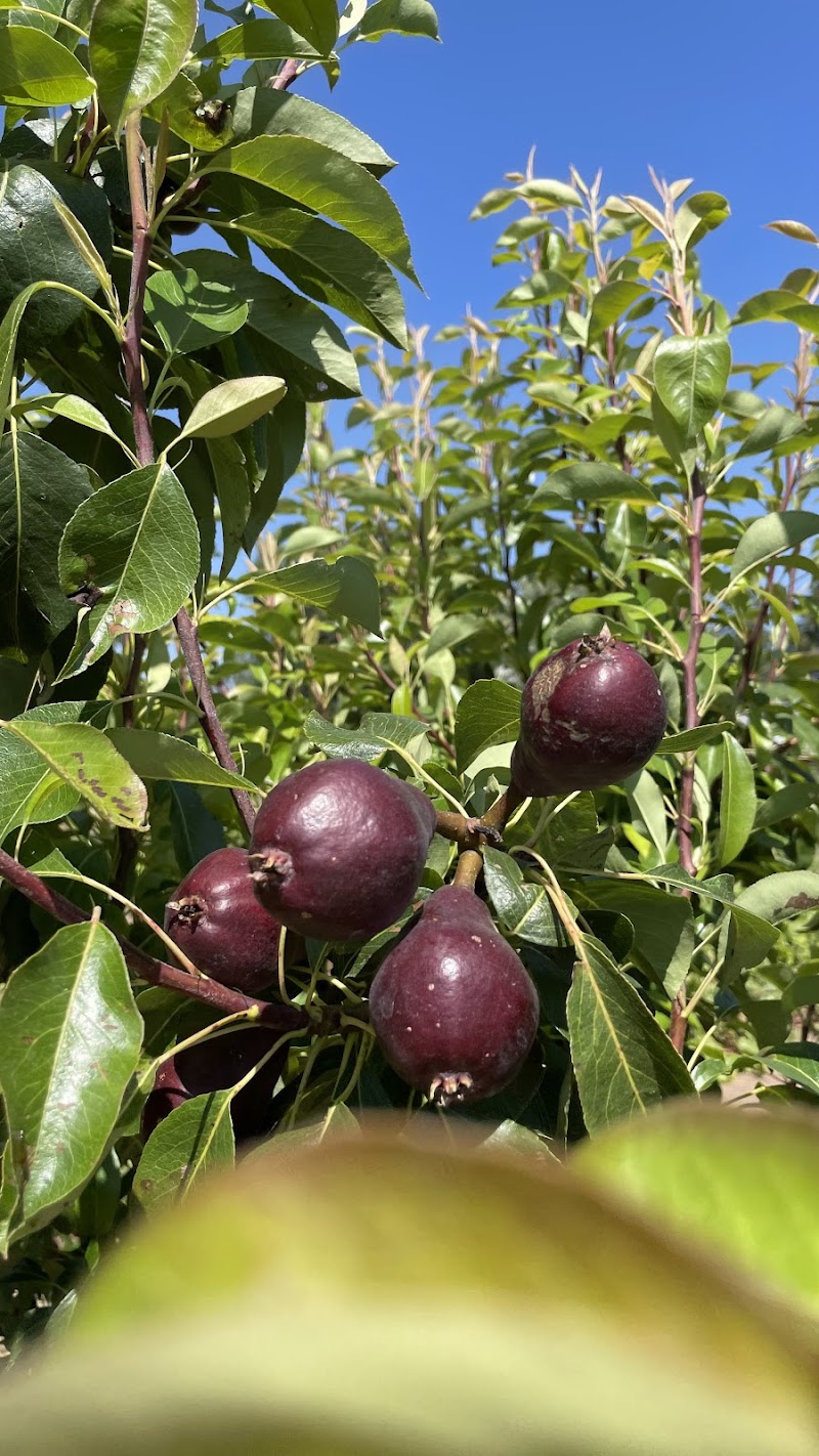 U-Pick Blueberry Farm 3