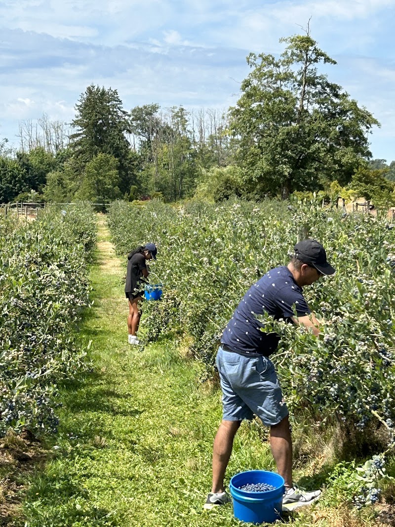 U-Pick Blueberry Farm 5